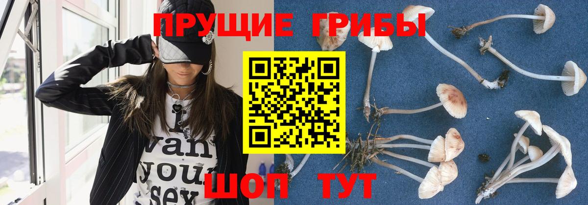 Чита  Псилоцибиновые грибы Cubensis  Вход с VPN  Галлюциногенные грибы GOLDEN TEACHER 